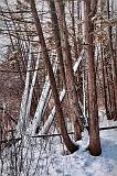 Criss-crossed Trees_14123